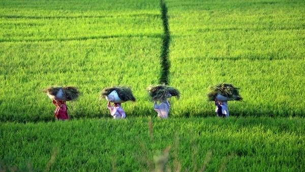 ખેડૂતો માટે ખૂશખબર, જમીન રી સર્વે રદ કરી નવેસરથી કરવાનો રાજ્ય સરકારનો નિર્ણય