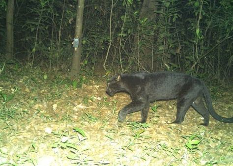 ગોવા વન્યજીવ અભયારણ્યમાં દેખાયો કાળો દિપડો, કેમેરાથી નજર રખાશે!