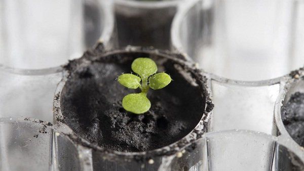 પરિણામ જોઈને વૈજ્ઞાનિકોના હોશ ઉડી ગયા