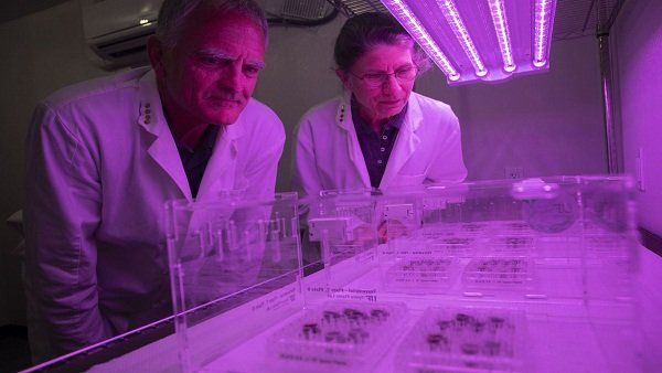 અરેબીડોપ્સિસ છોડ જમીનમાં ઉગે છે