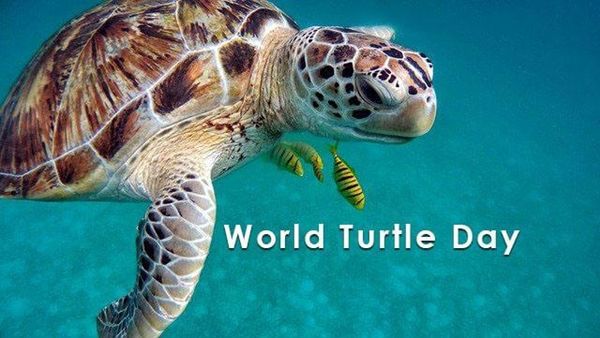 World Turtle Day : વિશ્વ કાચબા દિવસે જાણો કાચબા વિશેના રોચક તથ્યો