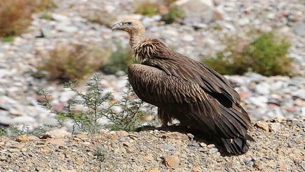 મહુવા નજીક 6 ગીધ મૃત હાલતમાં મળી આવ્યા