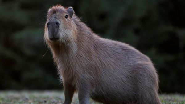 Earth Largest Rats: ખચ્ચર જેવડા અને 453 કિલોના હતા ઉંદરો, જાણો આ પ્રજાતિની ખાસ વાતો