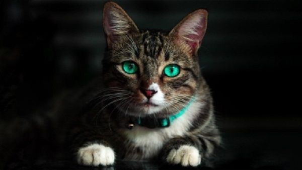 ઘરમાં વારંવાર બિલાડી આવવા લાગી છે? તો થઈ જાવ સાવધાન