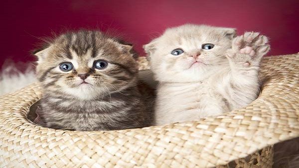 બિલાડીનું રડવું બિલાડીનું રડવું