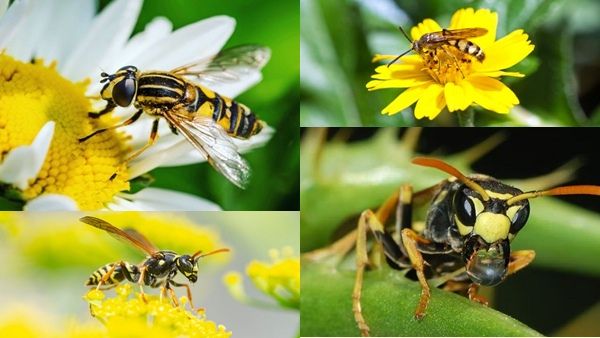 World Environment Day 2022 : આ જીવો પૃથ્વી પર નહીં રહે તો ખતમ થઈ જશે માનવ જીવન