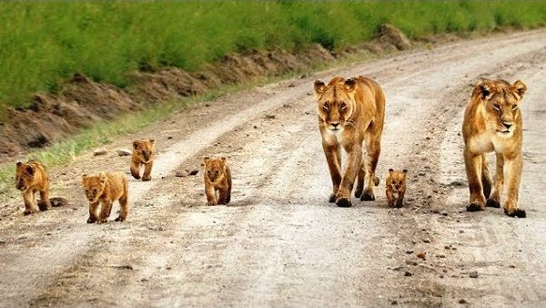 ટ્રેક પર સિંહ હશે તો ડ્રાઇવરને મળશે એલર્ટ