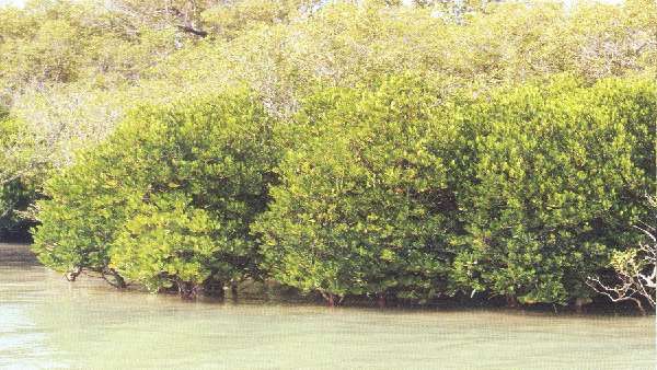 શું છે મેન્ગ્રોવ વન