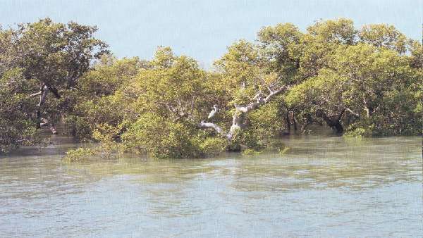 વાવાઝોડા અને પ્રદૂષણથી પણ બચાવે