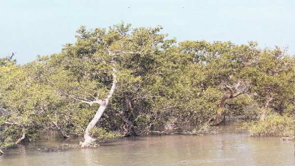 દરિયાઈ વાવાઝોડા ઘણો વિનાશ કરી ચૂક્યા છે