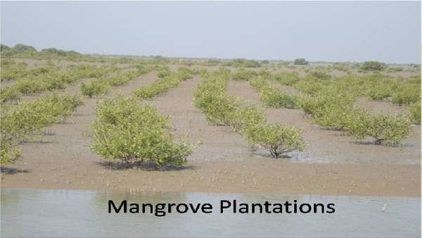 વિભાગ દ્વારા કરવામાં આવે છે વૃક્ષારોપણ 