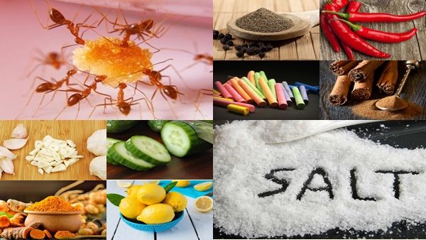 ઘરમાં આતંક મચાવી રહી છે કીડીઓ, આ નુસખાઓથી ભાગી જશે