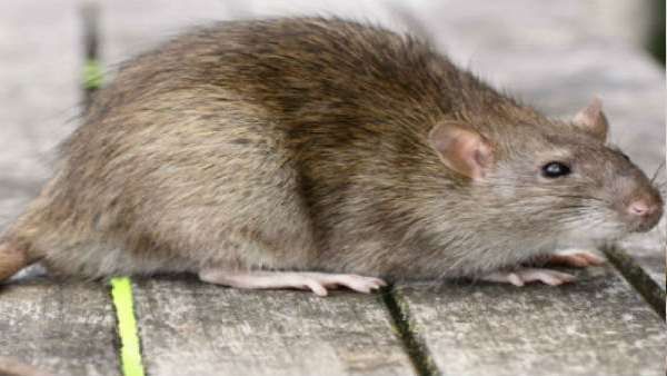 ઘરમાં વધી ગયો છે ઉંદરનો ત્રાસ, આ ઘરેલુ રીતથી મળશે છુટકારો