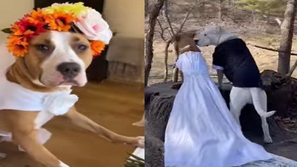 ફિમેલ ડોગ્સે પોતાના બોયફ્રેન્ડ સાથે કર્યા લગ્ન, હનીમૂન માટે કરી ખાસ જગ્યાની પસંદગી