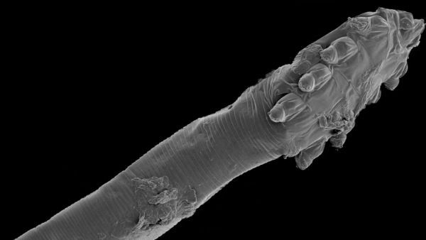 અજીબ પ્રજનન આદત ધરાવે છે