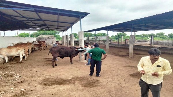 પશુઓમાં લમ્પી સ્કિન ડિસીઝને પગલે રાજ્ય સરકાર એલર્ટ!