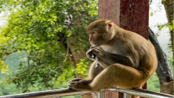 ભ્રમ -1 મંકીપૉક્સ માત્ર વાંદરાઓના માધ્યમથી ફેલાય છે ભ્રમ -1 મંકીપૉક્સ માત્ર વાંદરાઓના માધ્યમથી ફેલાય છે