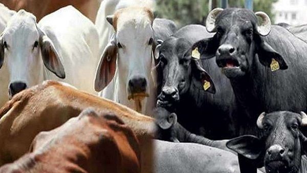 મહારાષ્ટ્રના ડીજીપીને વિધાનસભા અધ્યક્ષે આપ્યા આદેશ, કહ્યું- બકરીદના દિવસે ન કપાય એક પણ ગાય