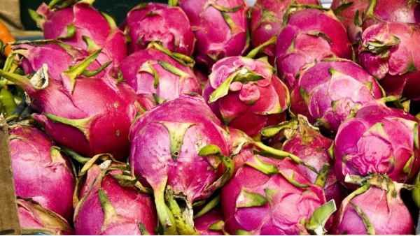 ડ્રેગન ફ્રૂટનું વાવેતર ખેડૂતો માટે સરકારનો નિર્ણય