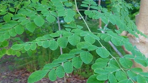 પુરૂષોને સરગવા ખાવાથી ફાયદો થશે પુરૂષોને સરગવા ખાવાથી ફાયદો થશે