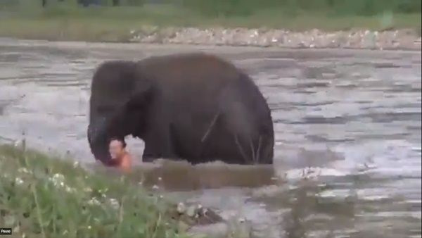 અત્યાર સુધીમાં ફાઉન્ડેશને 70 થી વધુ હાથીઓને બચાવ્યા