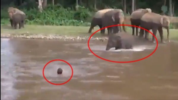 હાથી બન્યો ફાયર બ્રિગેડિયર : નદીમાં ડુબતા યુવકને બચાવ્યો, જુઓ વીડિયો