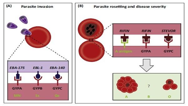 'Anti Emm, નવી બ્લડ ગ્રુપ સિસ્ટમ EMM ને વ્યાખ્યાયિત કરાઇ
