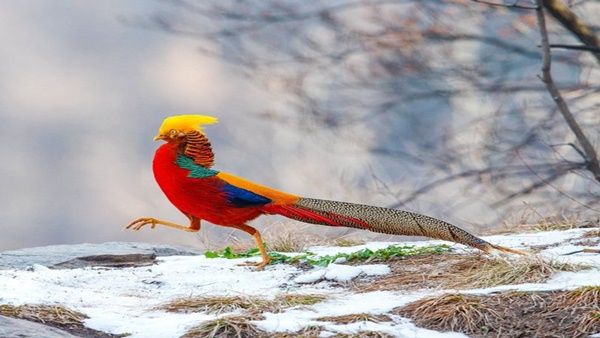 ચીનના ગાઢ જંગલોમાં જોવા મળે છે ગોલ્ડન તેતર