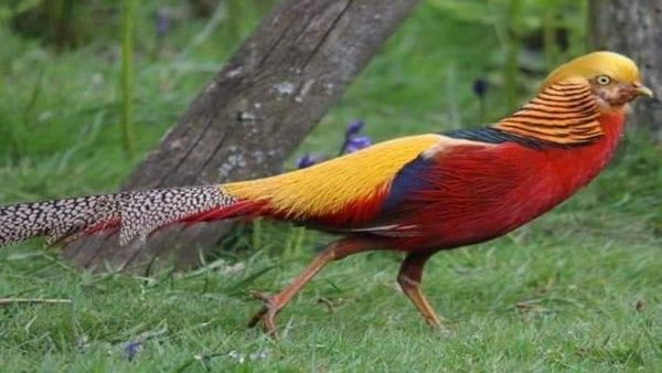 ગોલ્ડન તેતરનું આયુષ્ય 10 થી 12 વર્ષ સુધીનું હોય છે