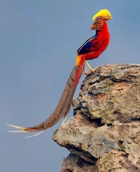 રાજકોટ પ્રાણી સંગ્રહાલય છે 502 પ્રાણીઓ અને પક્ષીઓ