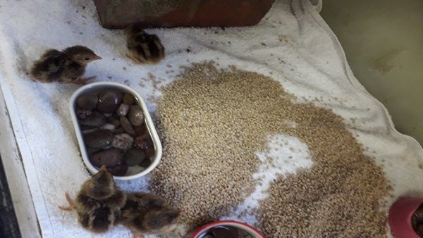 માદા પક્ષીએ ઈંડાં મૂક્યાં હતા