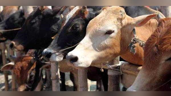 38000 પશુઓને સારવાર આપવામાં આવી છે