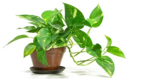 મની પ્લાન્ટ મની પ્લાન્ટ