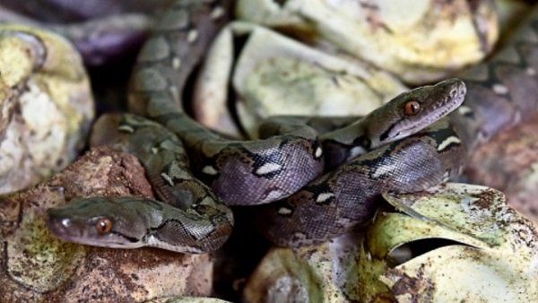 આ ટાપુ પર રહે છે દુનિયાના સૌથી ખતરનાક સાપ