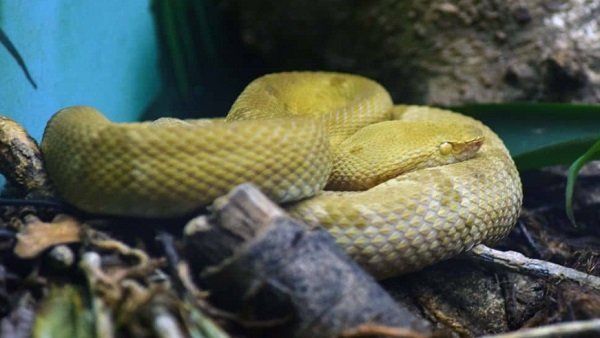 આ ટાપુ પર આટલા બધા ખતરનાક સાપ કેવી રીતે રહે છે?