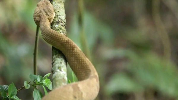 ગોલ્ડન લેન્સહેડ વાઇપર કેટલું ખતરનાક છે