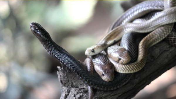 સ્નેક આઇલેન્ડ પર માણસોને પ્રતિબંધિત કરવામાં આવશે