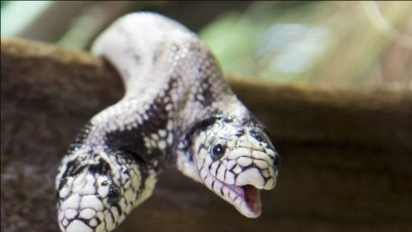 આ ટાપુ પર માત્ર નેવીના કર્મચારીઓ જ જાઇ શકે છે