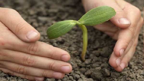 દિલ્લીમાં ગ્રીન કવર એરિયા વધીને થયો 23 ટકા, GTB હૉસ્પિટલમાં વિકસિત થશે હર્બલ ગાર્ડન