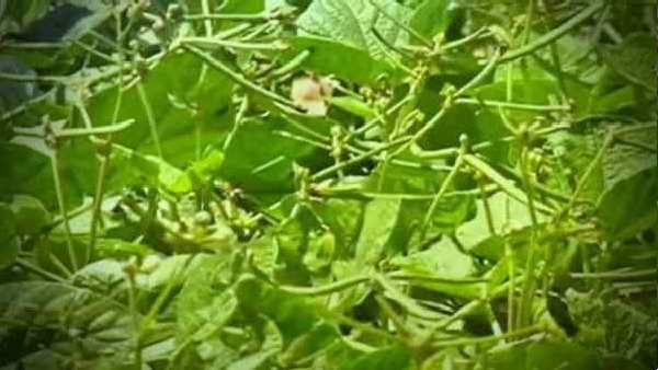 પંજાબમાં ભગવંત માન સરકારે એમએસપી પર મગની ખરીદીની તારીખ લંબાવી, ખેડૂતોને થશે ફાયદો