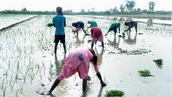 પંજાબઃ માન સરકારનો બાસમતી ચોખાને લઈને મોટો નિર્ણય, 10 જંતુનાશકો પર લગાવ્યા પ્રતિબંધ