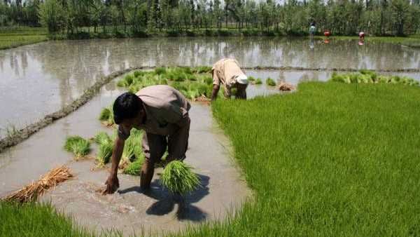 ભારે વરસાદથી અસરગ્રસ્ત વિસ્તારોમાં વાવણી ચાલુ