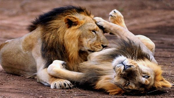 લોકભાગીદારી નિર્માણ થાય તે માટે કરાય છે ઉજવણી લોકભાગીદારી નિર્માણ થાય તે માટે કરાય છે ઉજવણી