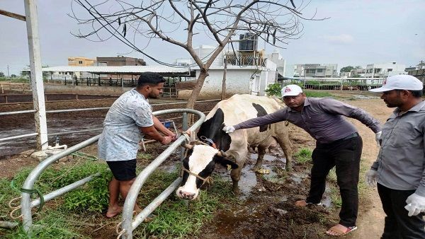 લમ્પી વાયરસ સામે સાબર ડેરી સર્તક: બે દિવસમાં ૫૮૦૬ પશુઓનું કર્યુ રસીકરણ