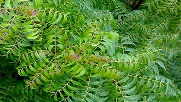 લીમડાનું દાતણ