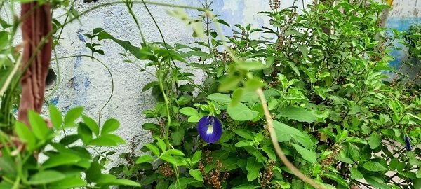 મનોકામના પૂર્ણ કરવા