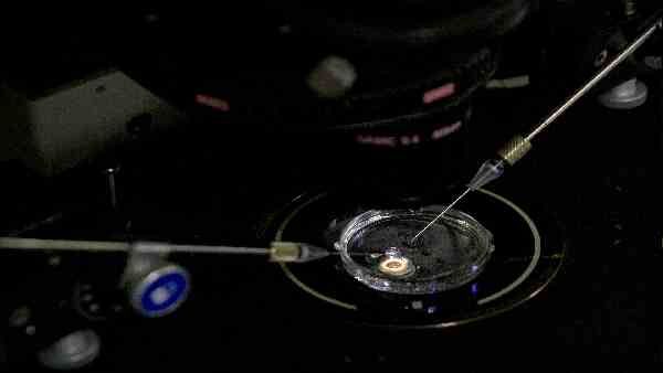 ઇઝરાયેલના વૈજ્ઞાનિકોએ સ્ટેમ સેલમાંથી ભ્રૂણ વિકસાવ્યુ