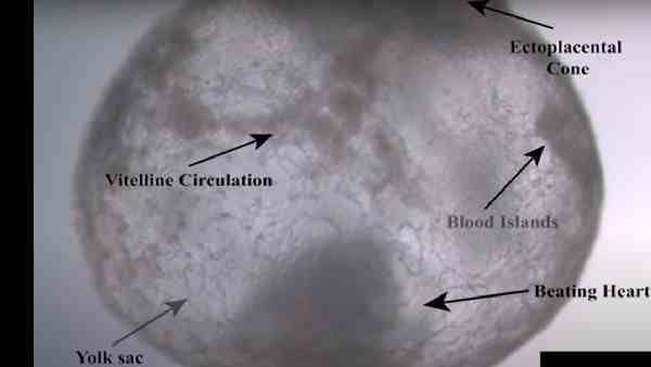 વૈજ્ઞાનિકોને કૃત્રિમ જીવ ઉત્પન્ન કરવામાં મોટી સફળતા, શુક્રાણુ વિના કૃત્રિમ ગર્ભ વિકસિત કર્યો!