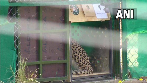 જંગલમાં પીએમ મોદીએ છોડ્યા ચિત્તા