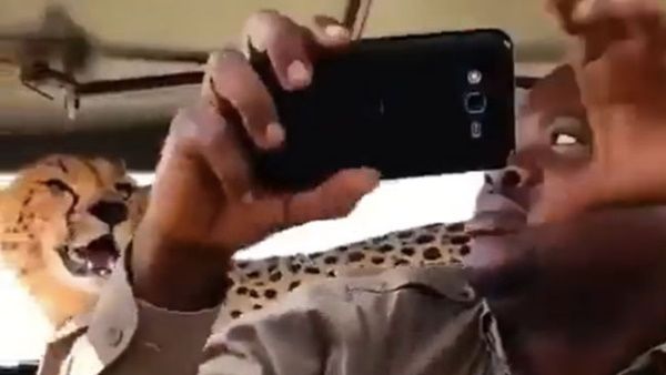 ચિત્તા સાથે સેલ્ફી લેવા લાગ્યો